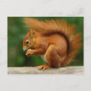Buscar ardilla roja postales Fauna