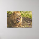 Buscar leones lienzos Naturaleza