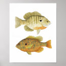 Buscar canotaje posters Pesca