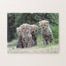 Buscar del guepardo puzzles Gato