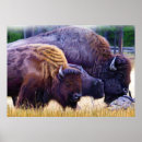 Buscar bisonte americano posters Fauna