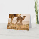 Buscar camello tarjetas Vida silvestre