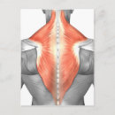 Buscar músculos postales Anatomía humana