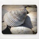 Buscar seashells electronica Cáscara