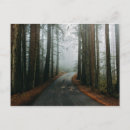 Buscar muir postales Bosque
