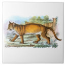 Buscar puma azulejos Vida silvestre