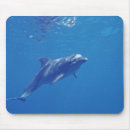 Buscar hábitat alfombrillas de raton Cozumel