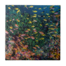 Buscar arrecifes de coral azulejos Jones y shimlock