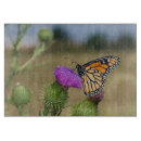 Buscar mariposa monarca tablas cortar Danaus plexippus