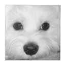 Buscar nariz azulejos Lindo