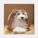 Buscar pelucas imanes Humor