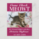 Buscar nuevo gato Gatos