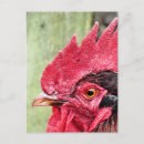Buscar rooster postales Granjas