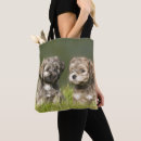 Buscar havanese Perrito