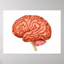 Buscar cerebro posters Anatomía