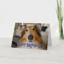 Buscar collie tarjetas Divertido