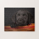 Buscar labrador negro puzzles Perrito