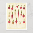 Buscar rábano postales Botánico