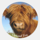 Buscar cow pegatinas Ternera