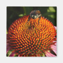 Buscar bicho imanes Naturaleza