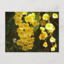 Buscar orquídeas amarillas postales General y unisex