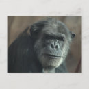 Buscar chimpancés postales Vida silvestre