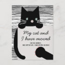 Buscar gato blanco y negro invitaciones 9 º gata