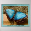 Buscar peleides del morpho Azul