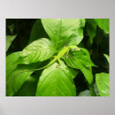 Buscar gecko posters Verde