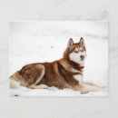 Buscar malamute de alaska postales Nieve