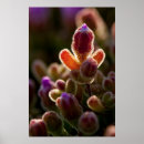 Buscar retroiluminado posters Flor