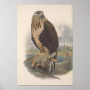 Buscar buzzard arte Vida silvestre