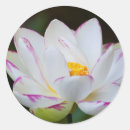 Buscar joanna pegatinas Flora