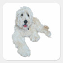 Buscar goldendoodle pegatinas Dorado