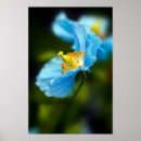 Buscar amapola azul posters Flores silvestres