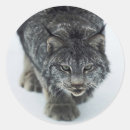 Buscar lynx pegatinas Vida silvestre
