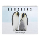 Buscar pingüino calendarios Vida silvestre