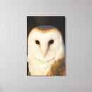 Buscar lechuzas comunes posters Animal
