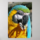 Buscar loros posters Guacamayo