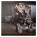 Buscar chocolates azulejos Tiro del estudio