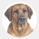 Buscar rhodesian ridgeback pegatinas Acercamiento al rodeo