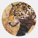 Buscar gatos salvajes pegatinas Vida silvestre