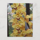 Buscar orquídeas amarillas postales Flor