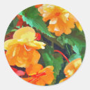 Buscar begonias pegatinas Para todos