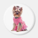 Buscar yorkie imanes Cachorros