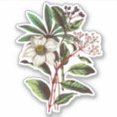 Buscar hellebore pegatinas Vintage