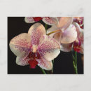 Buscar orquídea blanca postales General y unisex
