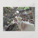 Buscar cabra de billy postales Animal