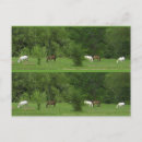 Buscar amo caballos postales Amar