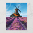 Buscar provence postales Lavanda